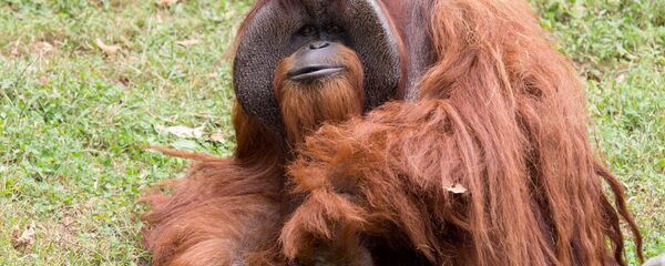 Orangutan Chantek - Sputnik Türkiye