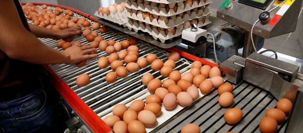 Yumurta - Sputnik Türkiye