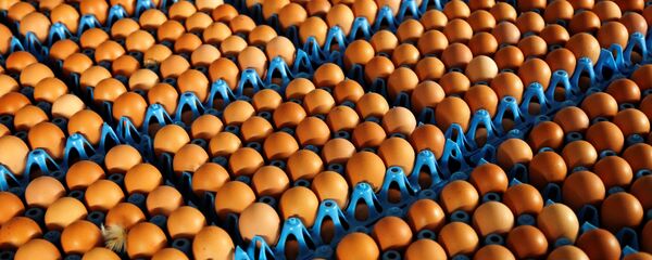 Yumurta Yumurta - Sputnik Türkiye