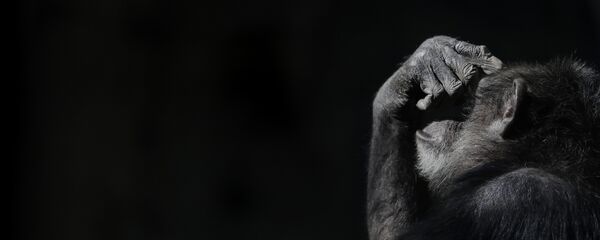 Şempanze - Sputnik Türkiye