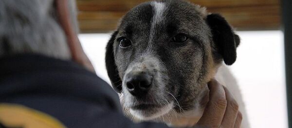 Köpek - Sputnik Türkiye