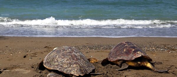 Caretta caretta - Sputnik Türkiye