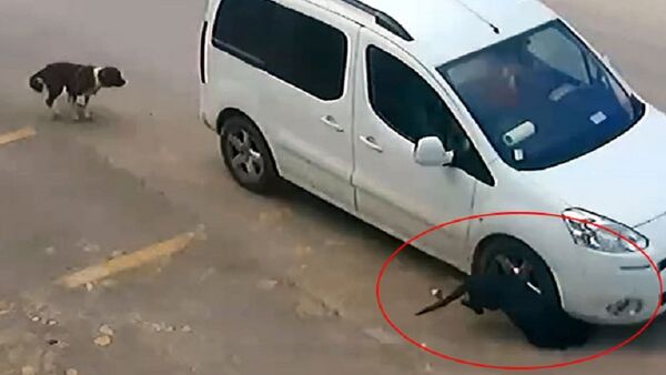 Antalya'da Erhan Kozan, köpeklerin üstüne aracını sürüp birinin başını ezerek öldürdü - Sputnik Türkiye
