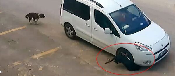 Antalya'da Erhan Kozan, köpeklerin üstüne aracını sürüp birinin başını ezerek öldürdü - Sputnik Türkiye