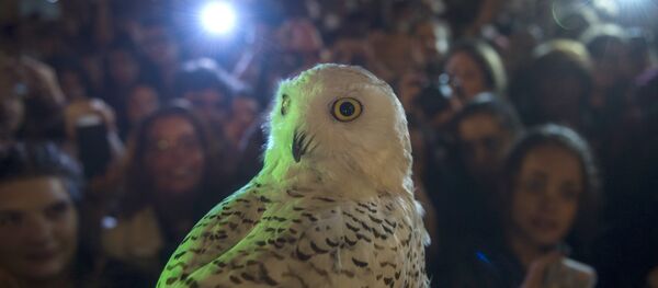 Harry / Potter / Baykuş Harry / Potter / Baykuş - Sputnik Türkiye