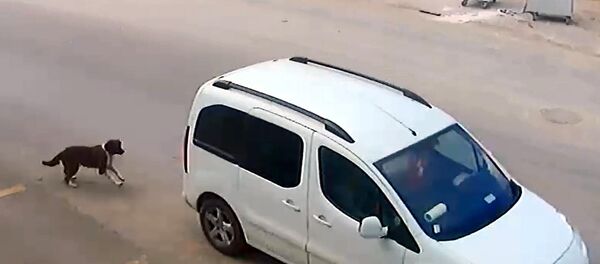 Antalya'da bir sürü köpeği bilinçli bir şekilde ezerek öldürdü - Sputnik Türkiye