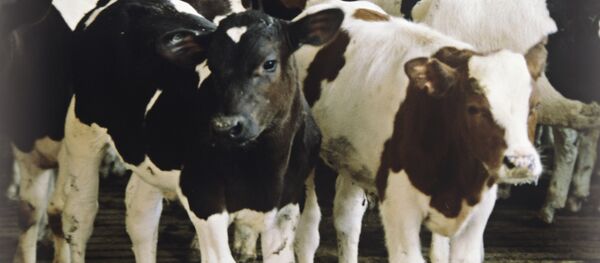 Dana - Sputnik Türkiye