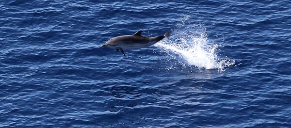 Yunus - Sputnik Türkiye