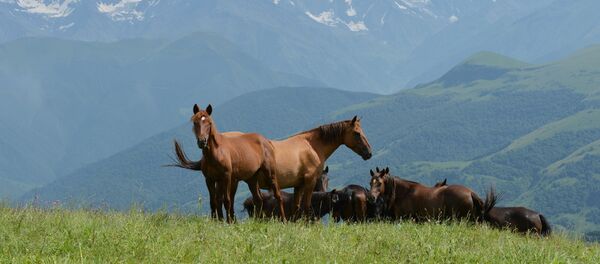 Çeçenistan'ın dağ manzarası - Sputnik Türkiye
