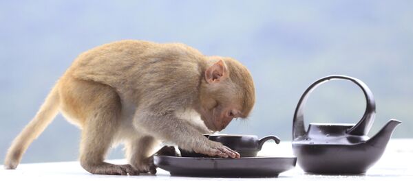 Maymun - Sputnik Türkiye