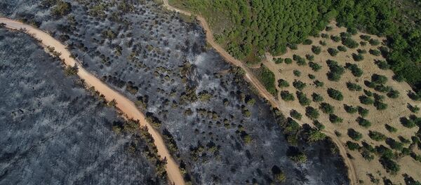 Ayvalık orman yangını - Sputnik Türkiye