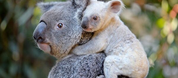 Avustralya'da doğan nadir rastlanan beyaz renkli koala yavrusu - Sputnik Türkiye