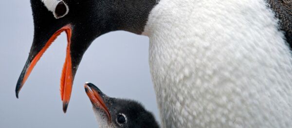 Penguen - Sputnik Türkiye
