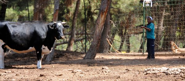 Gaziantep'te 'kurbanlık yakalama timi' kuruldu - Sputnik Türkiye