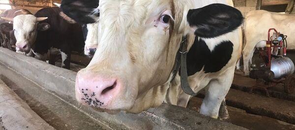 Kurbanlık boğa - Sputnik Türkiye