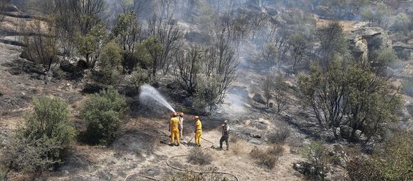 Yatağan'da yangına gelen jandarma kaçak ekilmiş kenevir buldu - Sputnik Türkiye