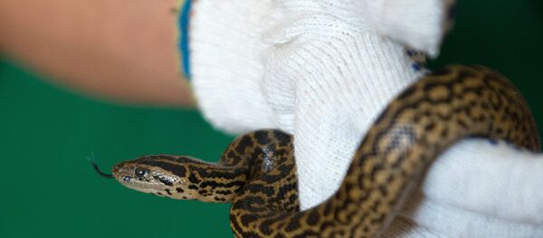 Yılan - Sputnik Türkiye