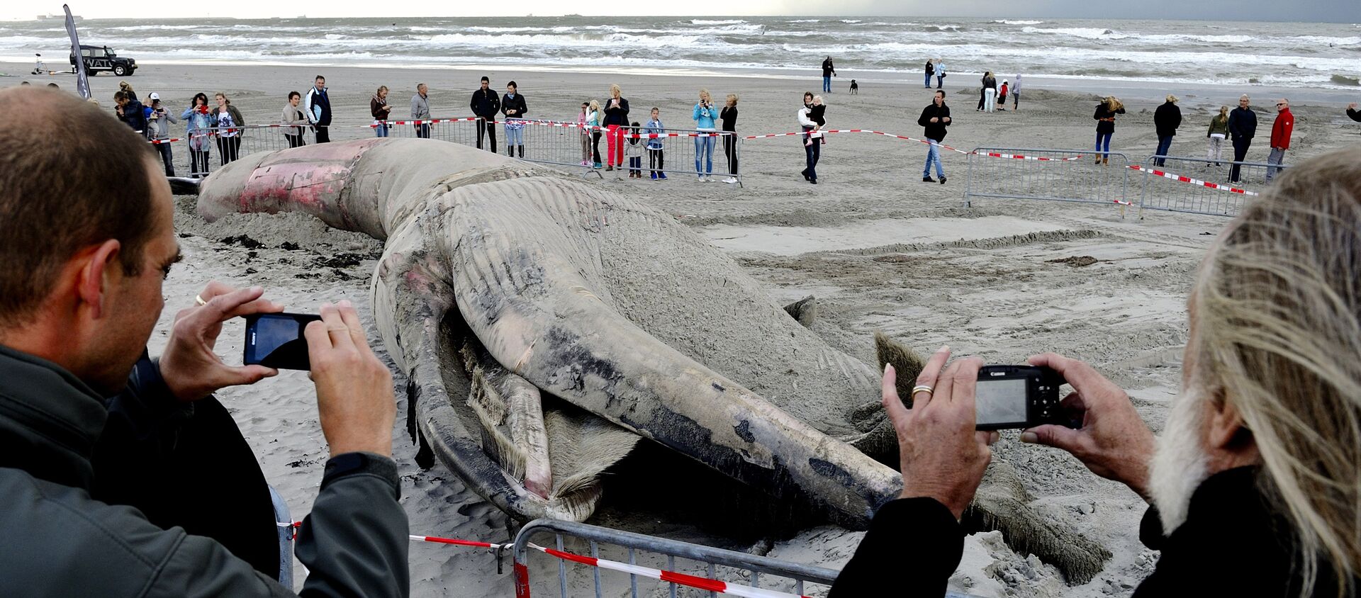 Hollanda'da kıyıya vuran bir balina cesedi - Sputnik Türkiye, 1920, 05.09.2017