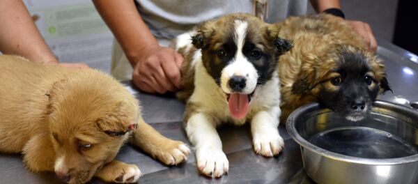 Muğla'da bir askerin işkence yaptığı köpekler - Sputnik Türkiye