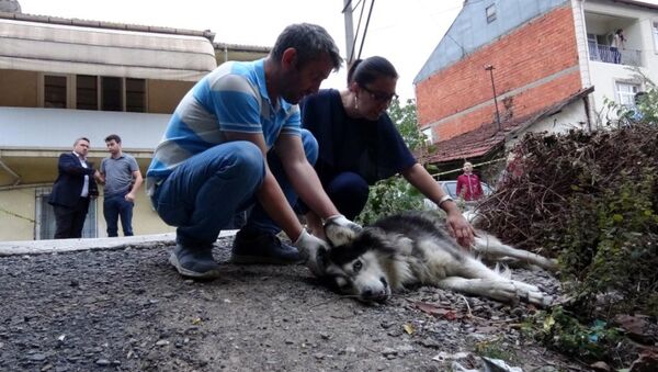 Evinin karşısına tuvaletini yapan köpeği ve sahibini vurdu - Sputnik Türkiye
