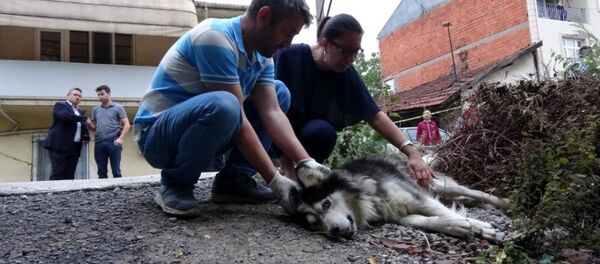 Evinin karşısına tuvaletini yapan köpeği ve sahibini vurdu - Sputnik Türkiye