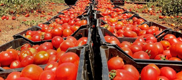 domates domates - Sputnik Türkiye