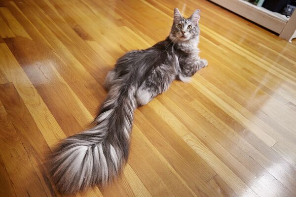 En uzun kuyruklu kedi Cygnus - Sputnik Türkiye