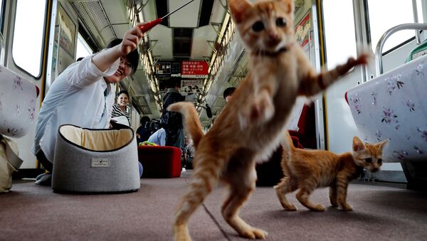 Japonya - Kedili vagonlar - Sputnik Türkiye