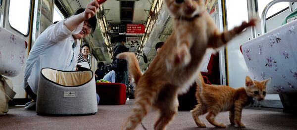 Japonya - Kedili vagonlar Japonya - Kedili vagonlar - Sputnik Türkiye