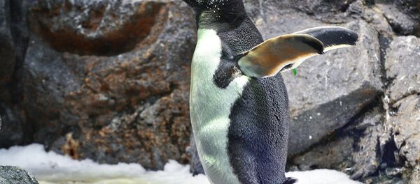 Penguen - Sputnik Türkiye