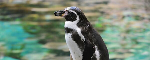 Penguen - Sputnik Türkiye