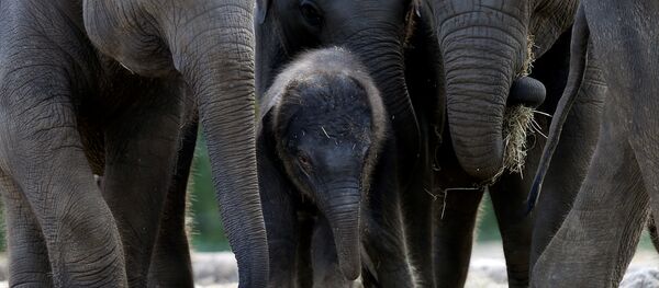 Fil - Sputnik Türkiye