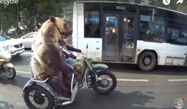 Rusya’nın Vologda kentinde bir ayı beraberindeki motosikletli grupla trafiğe takıldı. Sürüş sırasında borazan da çalanlan ayı ilgi odağı oldu. Rusya’nın Vologda kentinde bir ayı beraberindeki motosikletli grupla trafiğe takıldı. Sürüş sırasında borazan da çalanlan ayı ilgi odağı oldu. - Sputnik Türkiye