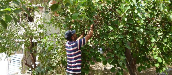 Suriye-savaş-gündelik yaşam - Sputnik Türkiye