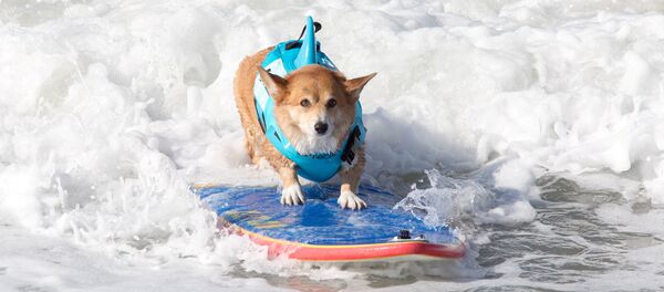 Sörf- Köpek - Sputnik Türkiye