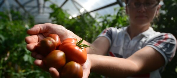 Domates - Sputnik Türkiye