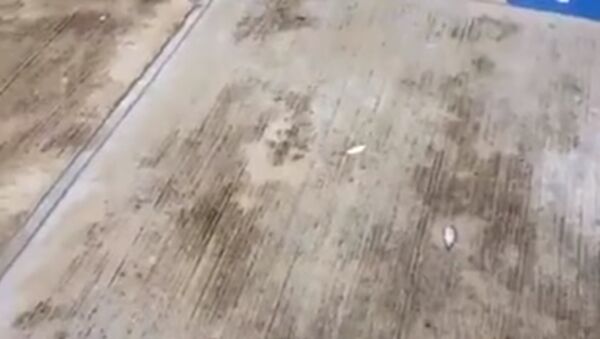 Meksika'da yağmur sırasında gökten küçük balıklar düştü (Video haber) - Sputnik Türkiye