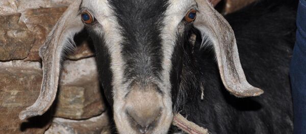 Keçi - Sputnik Türkiye