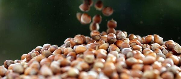 Fındık - Sputnik Türkiye