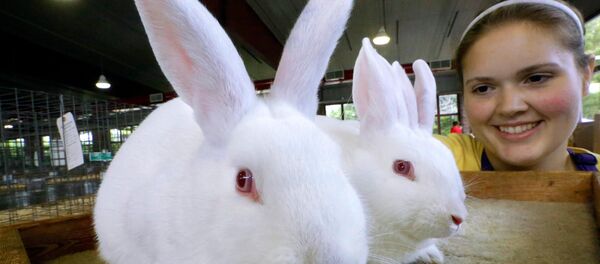 tavşan - Sputnik Türkiye