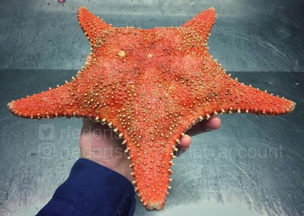 En tuhaf ve korkunç deniz yaratıkları - Sputnik Türkiye