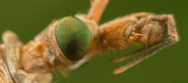 Insect Eye - Sputnik Türkiye