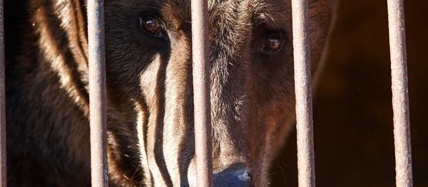 A bear rescued from the city zoo, at an improvised shelter in Ussuriisk - Sputnik Türkiye