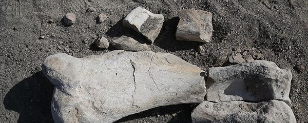 Fosil - Sputnik Türkiye