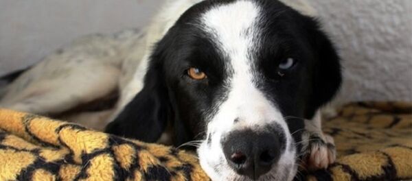 Benek - Sputnik Türkiye