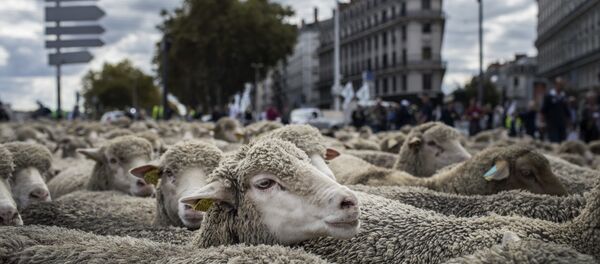 Koyunlar - Lyon - Sputnik Türkiye