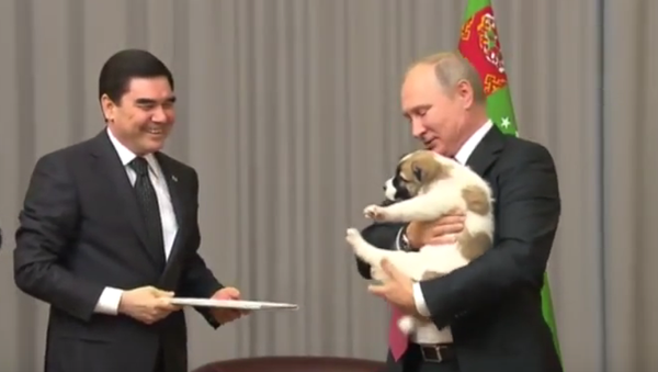 Türkmenistan Devlet Başkanı Gurbanguli Berdimuhamedov, 7 Ekim’de 65. yaşına giren Rusya Devlet Başkanı Vladimir Putin’e yavru bir alabay cinsi köpek hediye etti. - Sputnik Türkiye
