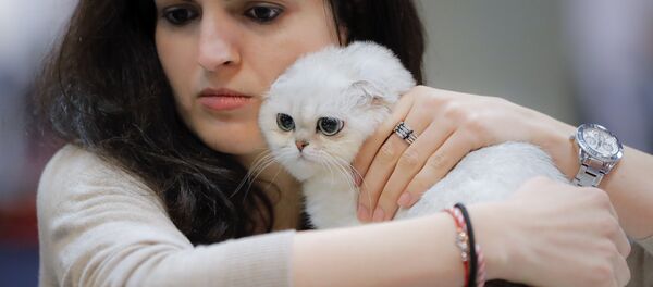 Scottish Fold cinsi kedi - Sputnik Türkiye