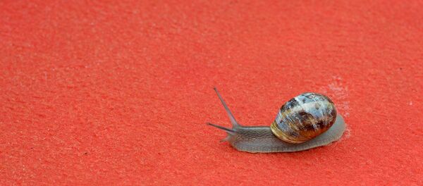 Salyangoz - Sputnik Türkiye