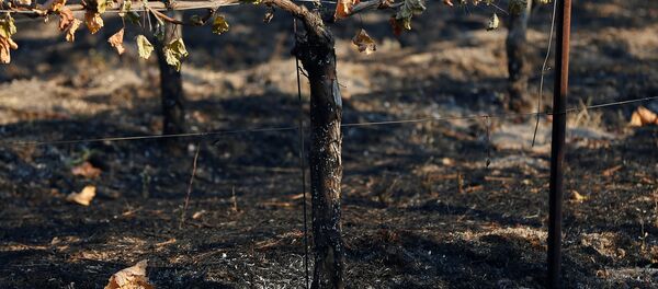 Kaliforniya-Orman-Yangın - Sputnik Türkiye